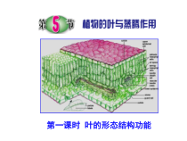 《植物的叶与蒸腾作用》PPT课件 (4)-八年级下册科学浙教版