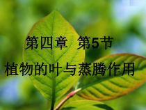 《植物的叶与蒸腾作用》PPT课件 (5)-八年级下册科学浙教版