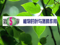 《植物的叶与蒸腾作用》PPT课件 (6)-八年级下册科学浙教版