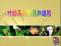 《植物的叶与蒸腾作用》PPT课件-八年级下册科学浙教版