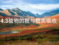 4.3《植物的根与物质吸收》PPT课件 (2)-八年级下册科学浙教版