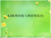 4.3《植物的根与物质吸收》PPT课件 (8)-八年级下册科学浙教版