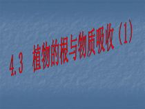 4.3《植物的根与物质吸收》PPT课件 (3)-八年级下册科学浙教版