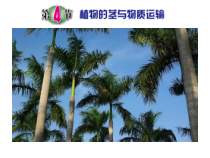 4.4《植物的茎与物质运输》（第三课时）PPT课件-八年级下册科学浙教版