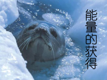 《能量的获得》PPT课件 (2)-九年级上册科学浙教版