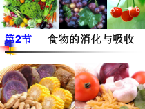 《食物的消化与吸收》PPT课件 (1)-九年级上册科学浙教版