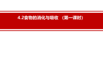 《食物的消化与吸收》PPT课件 (10)-九年级上册科学浙教版