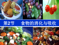 《食物的消化与吸收》PPT课件 (14)-九年级上册科学浙教版