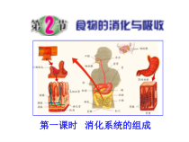《食物的消化与吸收》PPT课件 (15)-九年级上册科学浙教版