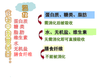 《食物的消化与吸收》PPT课件 (16)-九年级上册科学浙教版