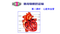 《体内物质的运输》（第二课时）PPT课件-九年级上册科学浙教版