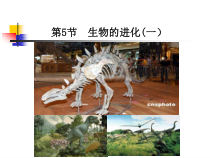 《生物的进化(一）》PPT课件-九年级下册科学浙教版