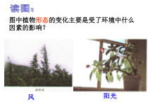 《生物与环境的相互关系》PPT课件 (2)-九年级下册科学浙教版