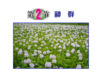 《种群》PPT课件 (3)-九年级下册科学浙教版