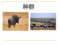 《种群》PPT课件 (7)-九年级下册科学浙教版