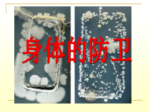 3.3《身体的防卫课件》PPT课件-九年级下册科学浙教版