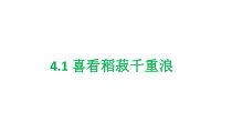 统编版高中语文必修上册课件：4.1《喜看稻菽千重浪》
