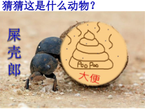 《10.3 澳大利亚──大洋洲面积最大的国家》PPT课件4-晋教版地理七年级下册