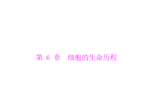 高考生物一轮复习课件：必修1 第6章 第1节 细胞的增殖(含答案)