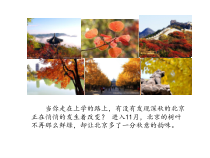 《7.收藏与创造——旅游纪念品设计》PPT课件1-八年级美术下册人美版（杨力）
