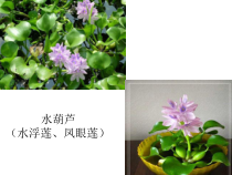 统编版八年级上册道德与法治（课件全册19份可预览）