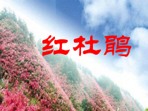 《第6课 红杜鹃》PPT课件1-七年级美术下册赣美版