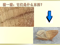 《6 肌理与应用》PPT课件2(1)-七年级美术下册岭南版