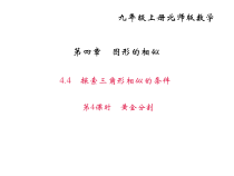 北师大版九年级数学上册课件：4.4探索三角形相似的条件 第4课时 黄金分割