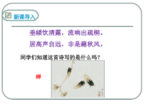 部编版八年级语文上册《蝉》教案及课件（集体教研定稿）