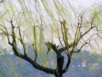 部编版八年级语文上册《春》课件（教研公开课定稿）
