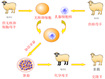 《科学·技术·社会-克隆哺乳动物》PPT课件2-七年级生物上册【人教版】