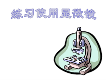 2.1.1《练习使用显微镜》PPT课件2-七年级生物上册【人教版】