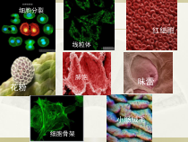 《科学·技术·社会-人类探索微观世界不可缺少的工具——显微镜》PPT课件-七年级生物上册【人教版】