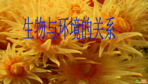 1.2.1《生物与环境的关系》PPT课件5-七年级生物上册【人教版】