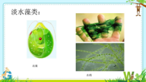《科学·技术·社会-微藻与生物柴油》PPT课件1-七年级生物上册【人教版】