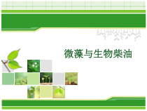 《科学·技术·社会-微藻与生物柴油》PPT课件3-七年级生物上册【人教版】