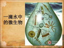 2.1.1《练习使用显微镜》PPT课件4-七年级生物上册【人教版】