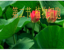 2.1.2《植物细胞》PPT课件5-七年级生物上册【人教版】
