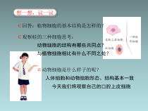 2.1.3《动物细胞》PPT课件3-七年级生物上册【人教版】