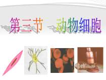 2.1.3《动物细胞》PPT课件4-七年级生物上册【人教版】