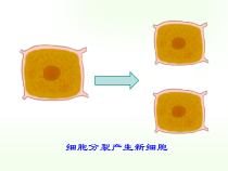 2.1.4《细胞的生活》PPT课件3-七年级生物上册【人教版】