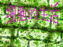 2.1.4《细胞的生活》PPT课件4-七年级生物上册【人教版】
