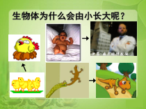2.2.1《细胞通过分裂产生新细胞》PPT课件5-七年级生物上册【人教版】