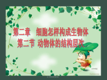 2.2.2《动物体的结构层次》PPT课件2-七年级生物上册【人教版】