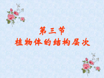 2.2.3《植物体的结构层次》PPT课件1-七年级生物上册【人教版】