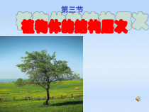 2.2.3《植物体的结构层次》PPT课件2-七年级生物上册【人教版】