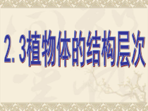 2.2.3《植物体的结构层次》PPT课件4-七年级生物上册【人教版】