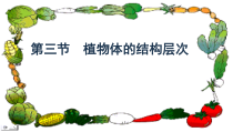 2.2.3《植物体的结构层次》PPT课件3-七年级生物上册【人教版】