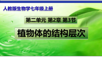 2.2.3《植物体的结构层次》PPT课件5-七年级生物上册【人教版】