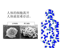 2.2.4《单细胞生物》PPT课件3-七年级生物上册【人教版】
